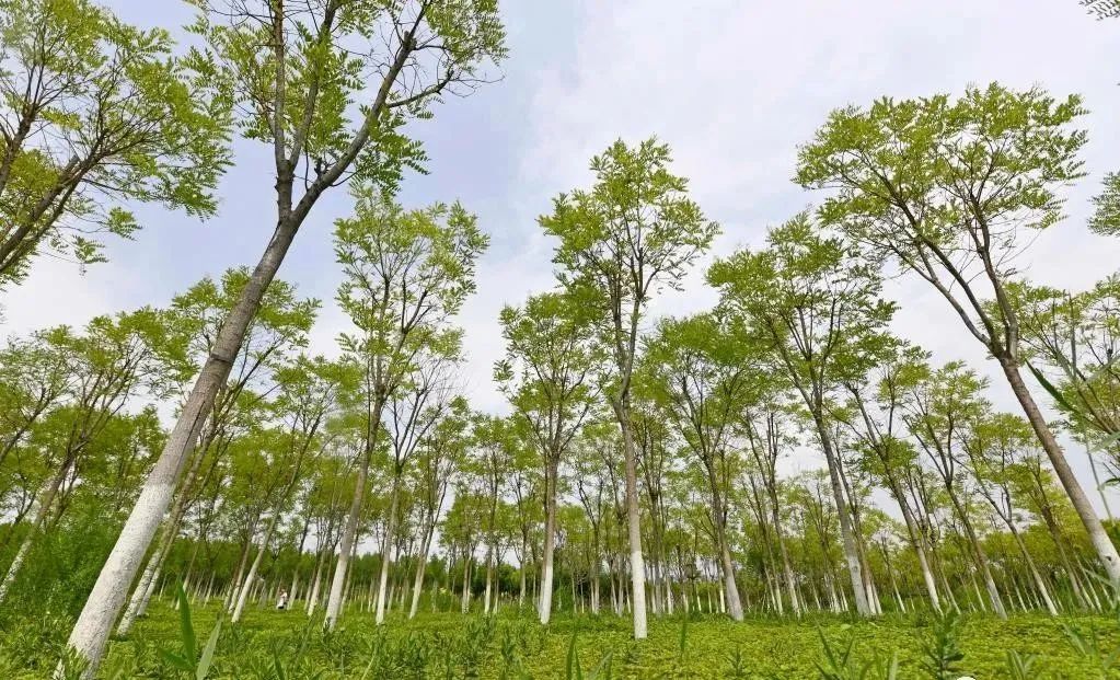 1686116812482876.jpg 4698a31921852e42daf0ce1f101a054e.jpg